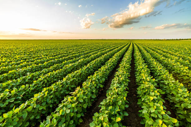 istock Green ripening soybean field, agricultural landscape 975797038
