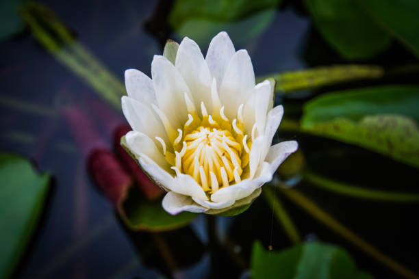 istock Side view, Closeup white lotus flowers bloom in the water 975797272
