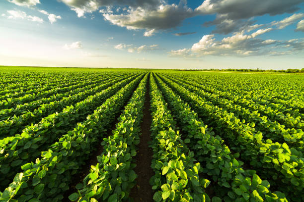 istock Green ripening soybean field, agricultural landscape 975798230