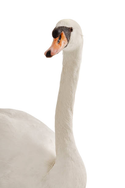 istock gorgeous white swan portrait on white background 975799524