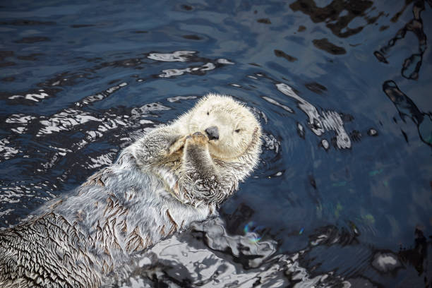 istock wild sea Otter resting in calm water 975799674