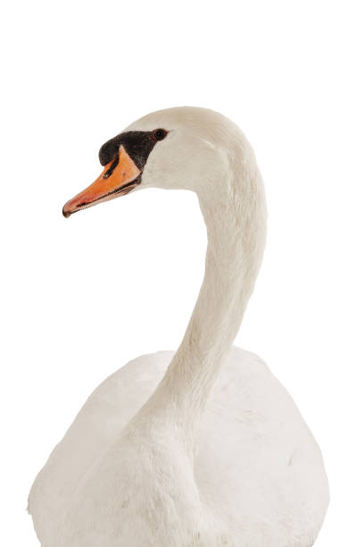 istock portrait of a white swan on white background 02 975799686