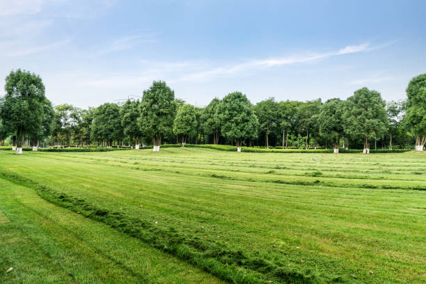 istock Green lawn in urban public park 975804504