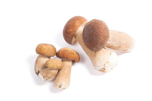 istock Several porcini mushrooms known as boletus edulis isolated on white 975804860