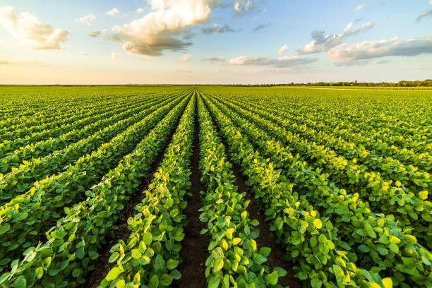 istock Green ripening soybean field, agricultural landscape 975805018