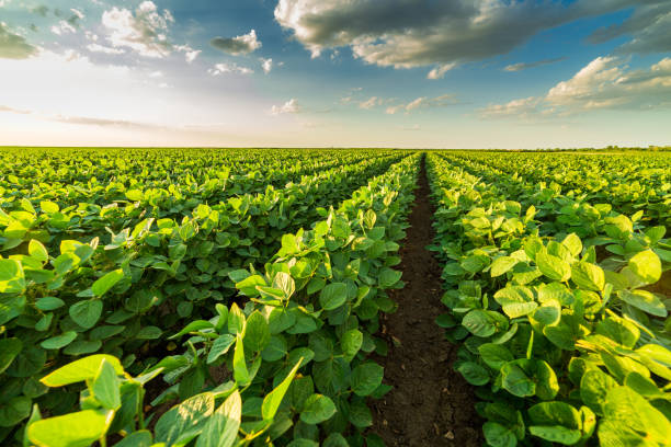 istock Green ripening soybean field, agricultural landscape 975805844