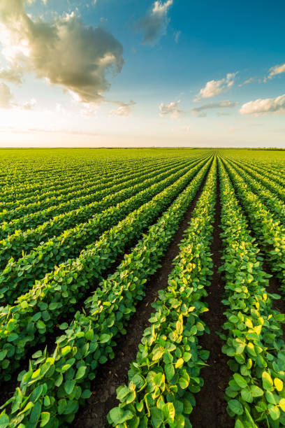istock Green ripening soybean field, agricultural landscape 975806380