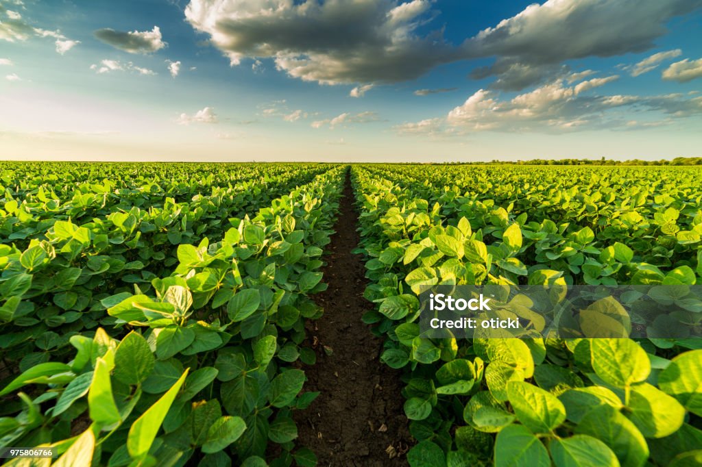 Campo di soia a maturazione verde, paesaggio agricolo - Foto stock royalty-free di Campo