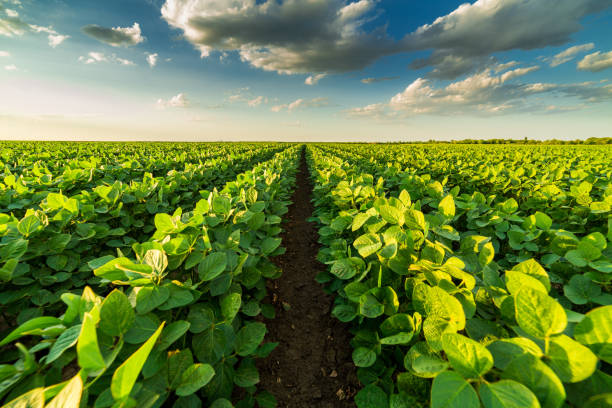 Green ripening soybean field, agricultural landscape Green ripening soybean field, agricultural landscape agricultural field stock pictures, royalty-free photos & images