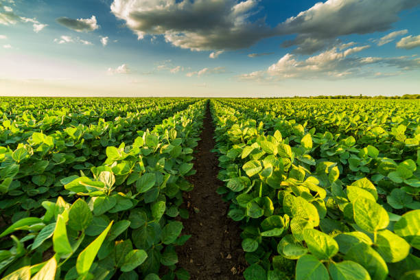 Green ripening soybean field, agricultural landscape Green ripening soybean field, agricultural landscape soya bean stock pictures, royalty-free photos & images