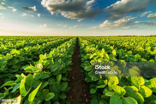 Foto de Verde Campo De Maturação Soja Agrícolas e mais fotos de stock de Campo - Campo, Soja, Colheita