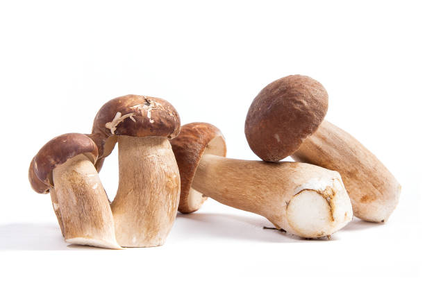 istock Several porcini mushrooms known as boletus edulis isolated on white 975807096