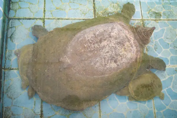 Photo of snapping turtle in farm