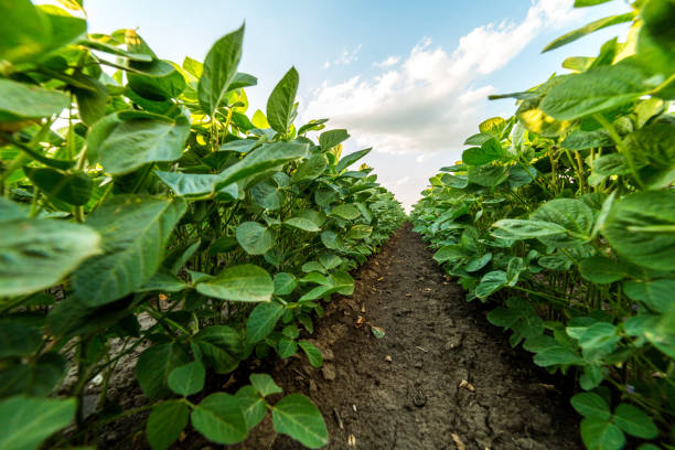 istock Green ripening soybean field, agricultural landscape 975808094