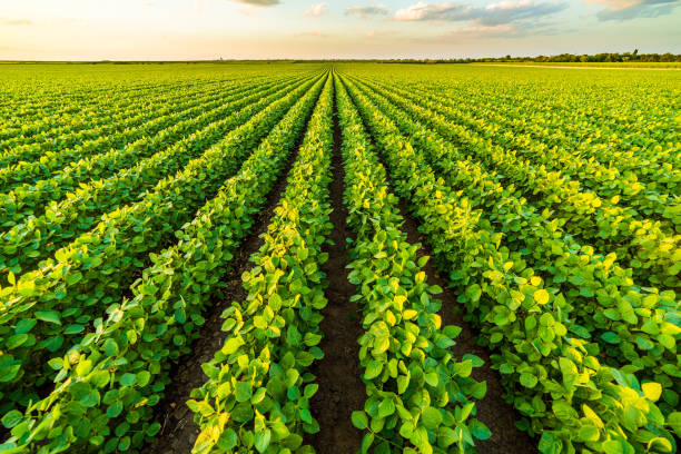 istock Green ripening soybean field, agricultural landscape 975810100