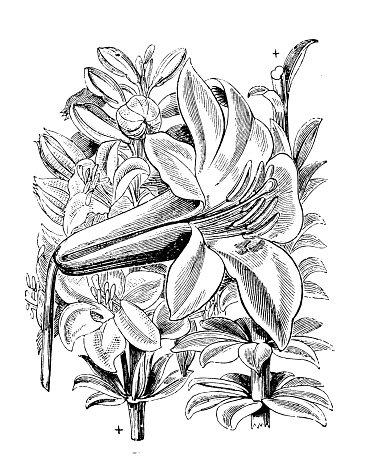Botany plants antique engraving illustration: Lilium washingtonianum, Washington lily, Shasta lily