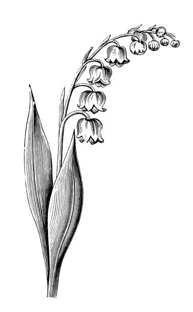 illustrations, cliparts, dessins animés et icônes de plantes de botanique antique illustration de gravure : muguet - muguet