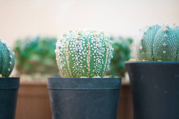 Astrophytum asterias or Sand dollar cactus show nature concept