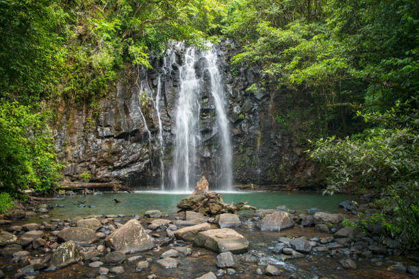 ellinjaa 폭포, millaa millaa, 퀸즐랜드, 호주 - stream forest waterfall zen like 뉴스 사진 이미지