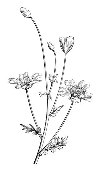kuvapankkikuvitukset aiheesta kasvitieteelliset kasvit antiikki kaiverrus kuva: limnanthes douglasii, douglasin niitty kuori, uppomuna kasvi - meadowfoam