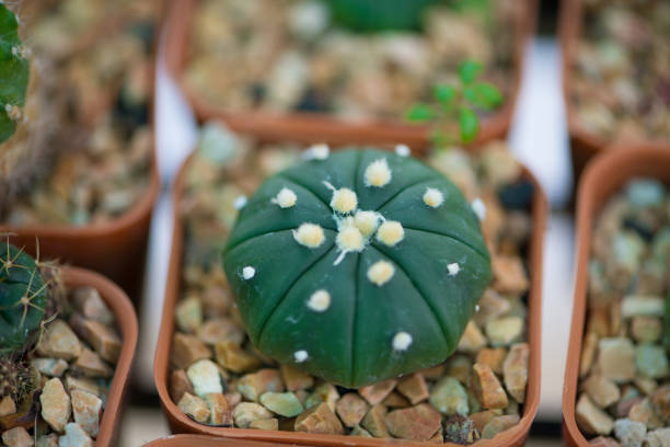 Astrophytum asterias or Sand dollar cactus show nature concept