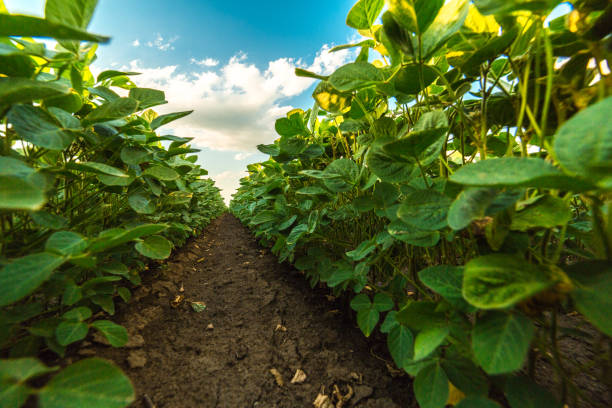 istock Green ripening soybean field, agricultural landscape 975813498
