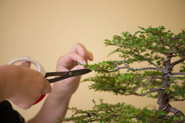istock Cutting bonsai with scissor 975815822