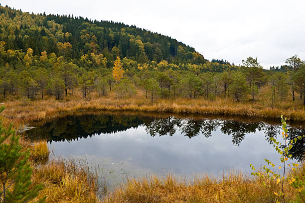 istock Swamp at Saint Anna Lake from Romania 97581620