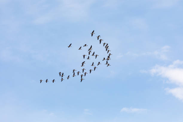 istock group of goose dancing in the sky 975818842