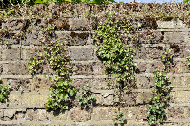 Wall flowers ivy-leaved toadflax Cymbalaria muralis The flowers of ivy-leaved toadflax (Cymbalaria muralis) are tiny, and shown here is a cluster of these wildflowers growing from the mortar on a wall. The small flowers are delicately touched with violet. The word 'muralis' in the Latin name indicates that ivy-leaved toadflax is often found hanging from old walls. linaria cymbalaria stock pictures, royalty-free photos & images