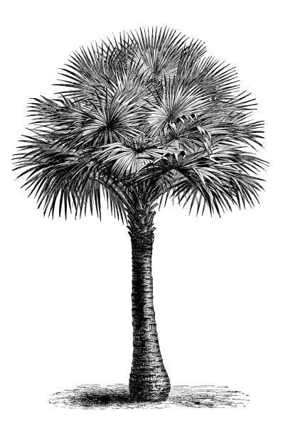 ilustrações de stock, clip art, desenhos animados e ícones de botany plants antique engraving illustration: cabbage-tree palm, livistona australis - australis