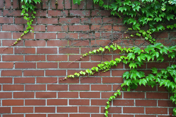 vite strisciante su muro di mattoni - ivy brick wall vine foto e immagini stock