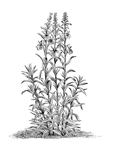 Botany plants antique engraving illustration: Lobelia cardinalis