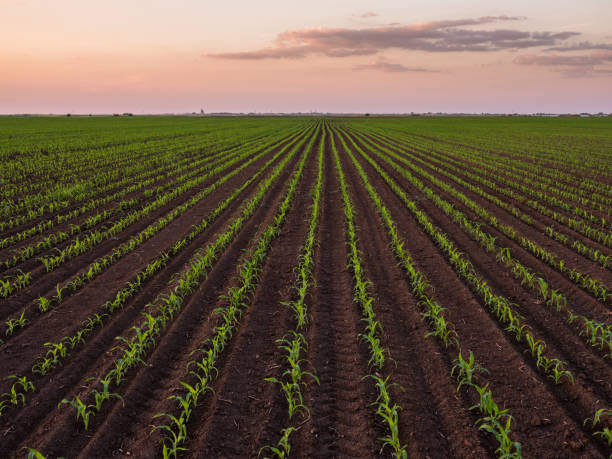istock Green corn maize plants on a field. Agricultural landscape 975821458
