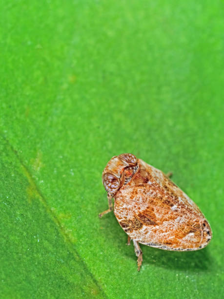 istock Macro Photo of Little Bug on Green Leaf 975821554