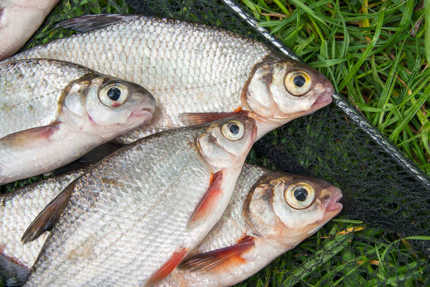 Just taken from the water freshwater white bream or silver fish known as blicca bjoerkna and white-eye bream species of the family Cyprinidae on green grass. Catching freshwater fish, black fishing net and fishing rod with reel on green grass.