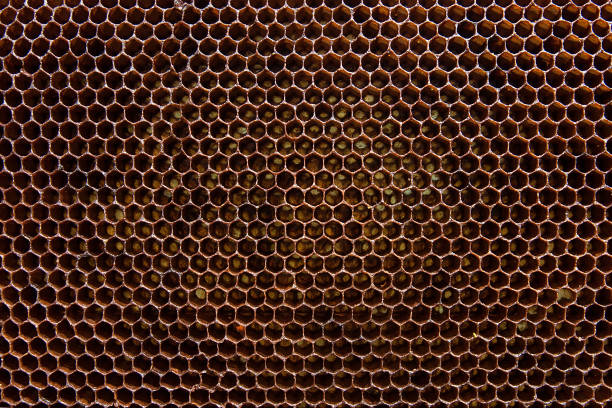 istock Section of wax honeycomb from beehive as background. 975829412