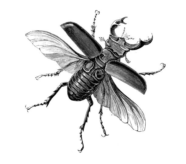 насекомое антикварная гравировка иллюстрация: lucanus cervus (олень жук) - жук олень stock illustrations