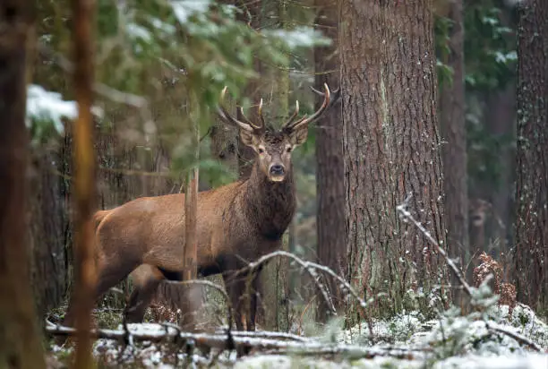 Great Adult Noble Deer Looking At You. Belorussian Wildlife Landscape With Red Deer (Cervus elaphus). Magnificent Deer On The Edge Of Forest. Beautiful Stag Close-Up, Artistic View. Trophy Stag