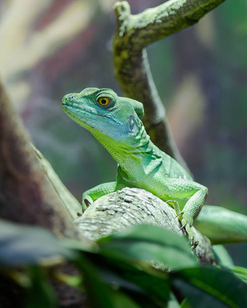 istock green reptile, Basiliscus, Basiliscus plumifrons, Plumed basilisk sitting on a branch 975845736