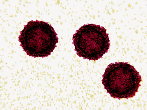 Polioviruses, electron microscope-like depiction Poliovirus causes poliomyelitis. Poliovirus is a simple virus composed of RNA and a protein capsid. It has a diameter of 30 nm. Infection occurs in the  digestive tract. polio virus photos stock pictures, royalty-free photos & images