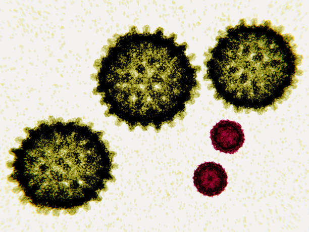 Size comparison between the hepatitis virus and the poliovirus The hepatitis C virus is a RNA virus 80-120 nm in diameter. Poliovirus is a simple RNA virus 30 nm in diameter. Poliovirus causes poliomyelitis. polio virus photos stock pictures, royalty-free photos & images