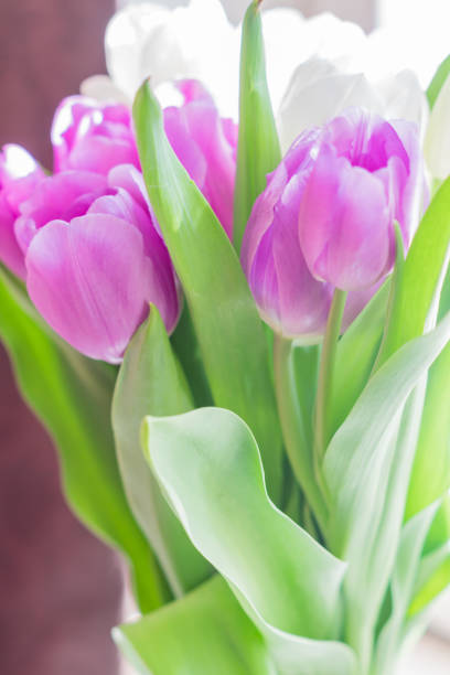 istock white and purple blooming tulips. floral background 975852968