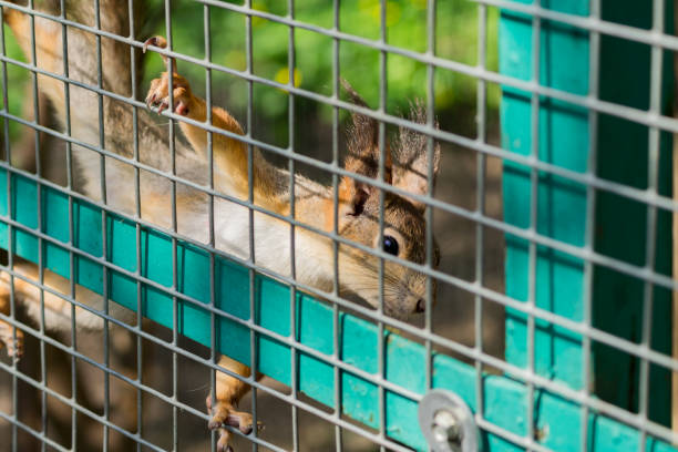 istock red squirrel in a cage lookong to the camera 975853218