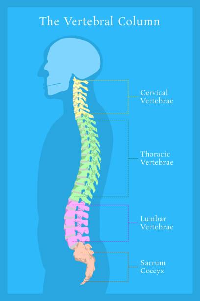 Ilustración de Vertebral Todas Las Vértebras Cervical Lumbar Sacra Y Coccígea Anatomía Del Cuerpo Humano y más Vectores Libres de Derechos de Columna - del cuerpo - iStock