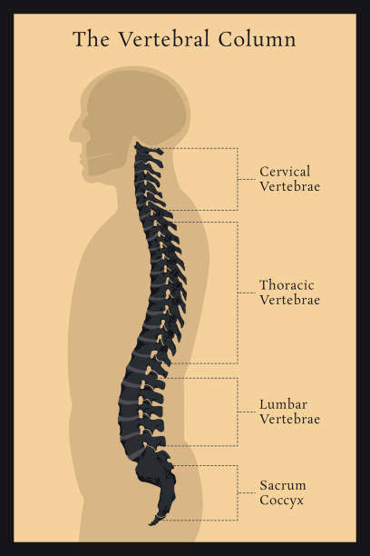 Ilustración de Vertebral Todas Las Vértebras Cervical Torácica Lumbar Sacra Y Coccígea Anatomía Del Cuerpo y más Vectores Libres de Derechos Vértebra humana - iStock