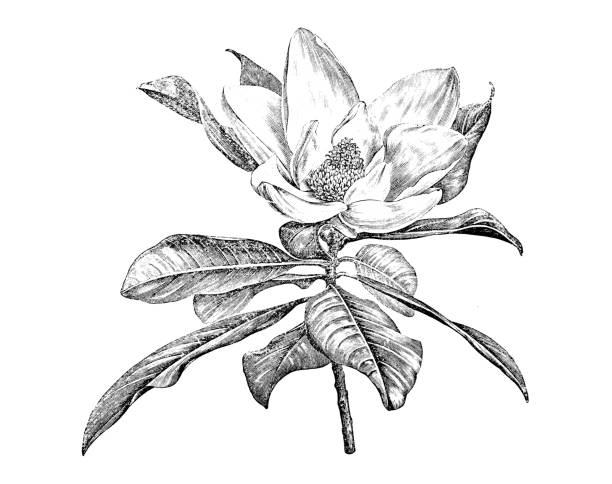 illustrazioni stock, clip art, cartoni animati e icone di tendenza di botanica piante antica illustrazione incisione: magnolia grandiflora - magnolia blossom flower single flower