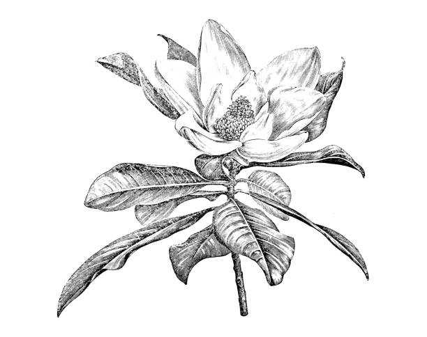 ilustrações, clipart, desenhos animados e ícones de plantas de botânica antiga ilustração de gravura: magnolia grandiflora - magnolia blossom flower single flower