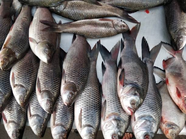 istock Seafood background food 975860450