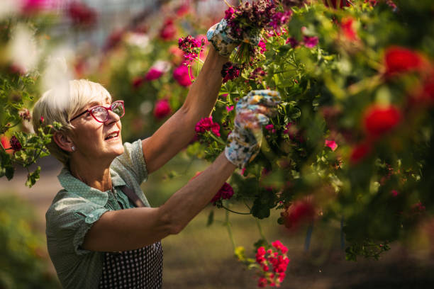 старшая женщина садовник - gardening women florist flower стоковые фото и изображения